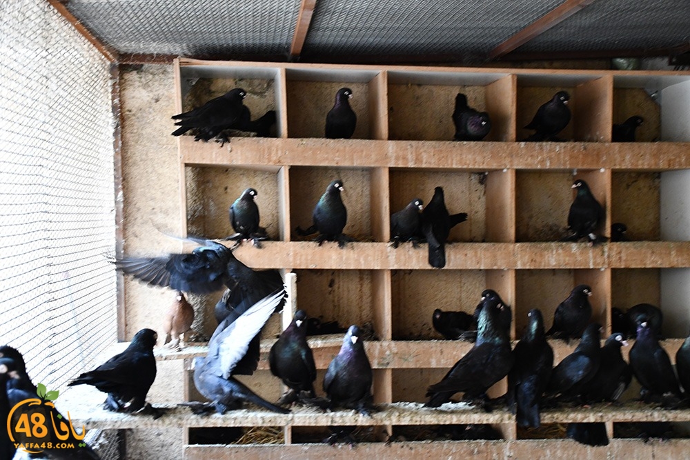 zohdi 3ashoor (104).jpeg